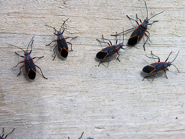 The image shows five black and red insects, likely boxelder bugs or similar true bugs, crawling on a light-colored wooden surface.